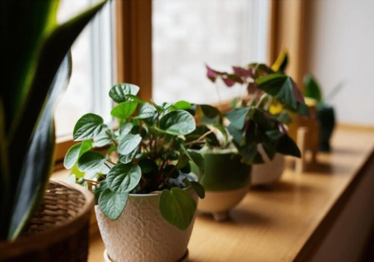 House plants on a windowsill in sunlight