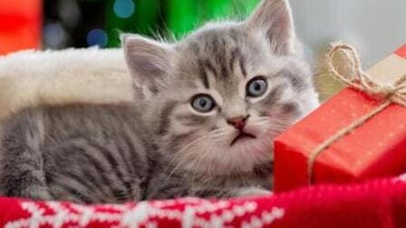 The Art of Giving to Pet Lovers and Animal Enthusiasts