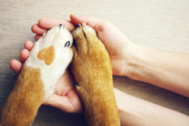 Dog paw with a point in the form of a heart and human hand close up, top view. Concept image of friendship, trust, love, help between people and dogs