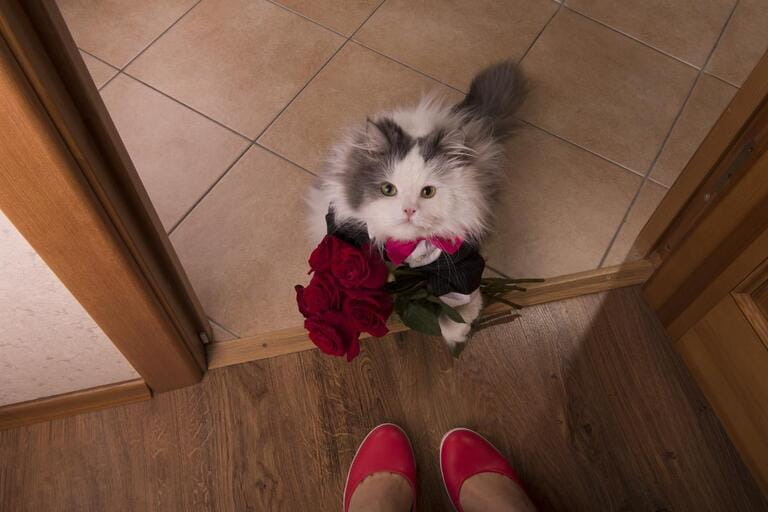cat brought roses as a gift to his mom