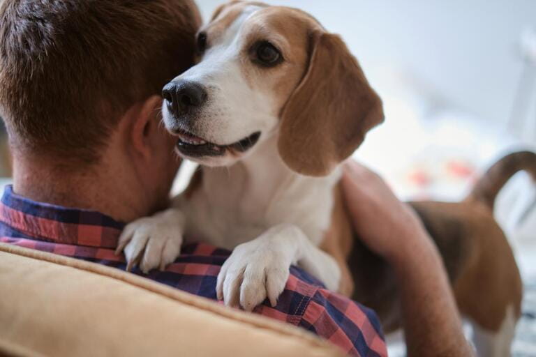 heartwarming photo the bond between a man and his beloved Beagle. Pet adoption, the benefits of pet ownership, dog breeds, emotional support animals.