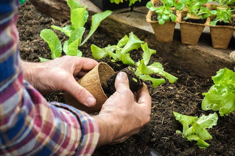 Farmers grow seedlings of lettuce salad in the vegetable garden Farmers grow seedlings of lettuce salad in the vegetable garden