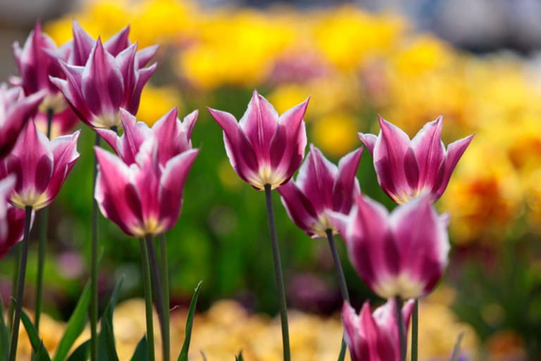 Tulips in the park of Balatonfüred Balaton, Hungary Tulips in the park of Balatonfüred Balaton, Hungary